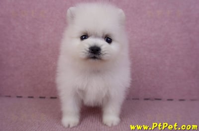 02/10白色松鼠博美母幼犬2號1