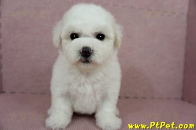 03/11比熊犬母幼犬(嘉義)3