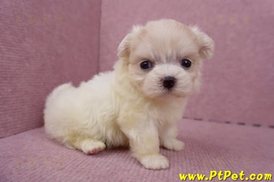 06/26迷你型馬爾濟斯 I 公幼犬2號(台中北屯)4