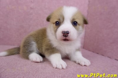 07/09雙色柯基犬公幼犬3