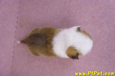 11/02雙色柯基犬公幼犬2號(屏東市)9