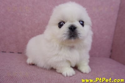 07/24北京狗公幼犬(高雄旗山)6