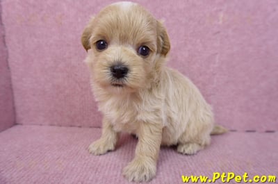 08/06奶油色馬爾泰迪母幼犬2號(高雄鼓山)6