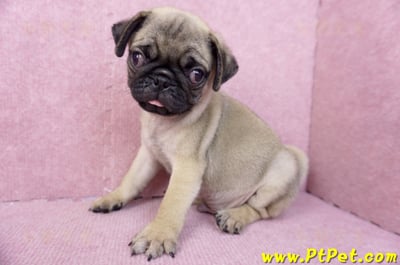 07/09巴哥公幼犬(台北文山)8