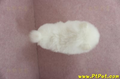 12/27迷你型松鼠白博美母幼犬(高雄三民)15