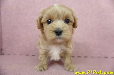 05/05奶油色馬爾泰迪公幼犬5號(屏東麟洛)1