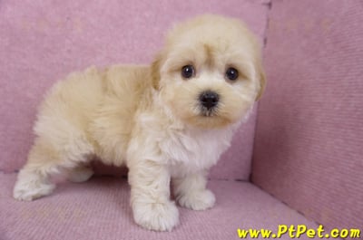 12/10馬爾泰迪公幼犬(台北信義)6