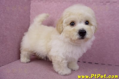 08/14泰迪比熊公幼犬1號(花蓮吉安)4