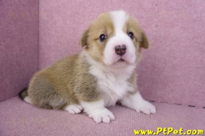 12/15雙色柯基犬母幼犬4