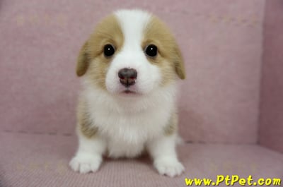 02/09雙色柯基犬母幼犬1號(台南安定)2