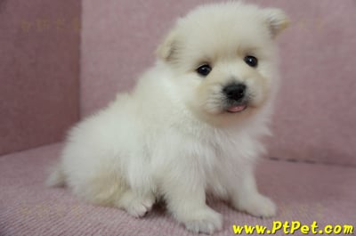 12/15迷你型松鼠白博美公幼犬1號(高雄鳳山)4