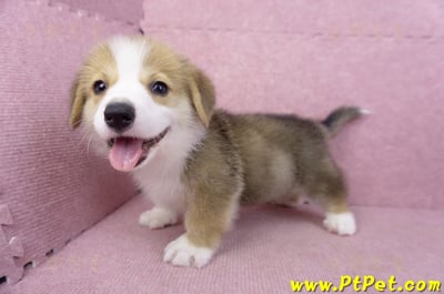 08/29雙色柯基犬公幼犬8