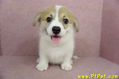 02/09雙色柯基犬母幼犬(屏東九如)2