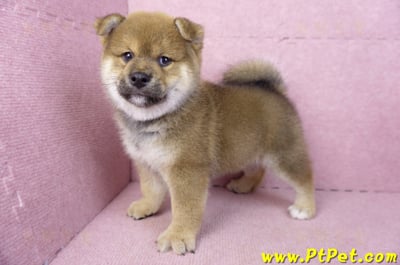 02/05赤色柴犬公幼犬(高雄仁武)8