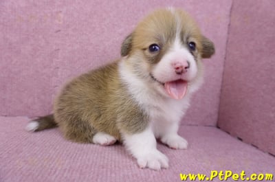 08/03雙色柯基犬公幼犬4號(屏東南州)3