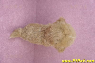 06/18馬爾泰迪母幼犬(台中太平)11
