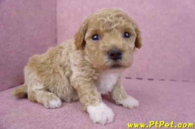 04/01泰迪比熊母幼犬1號3