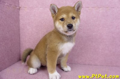 11/08赤色柴犬母幼犬1號(花蓮吉安)3