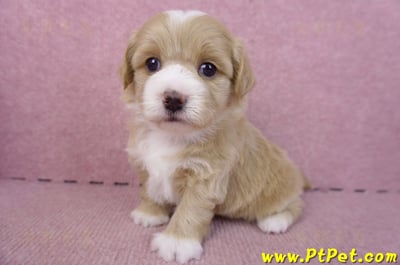 01/30馬爾泰迪公幼犬1號10