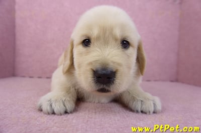 03/12黃金獵犬公幼犬2號2