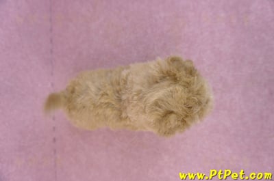 04/28泰迪比熊母幼犬1號11