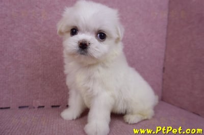 09/21馬爾濟斯公幼犬(高雄左營)9