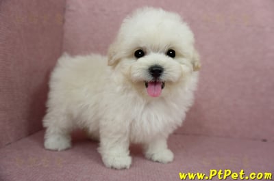 03/31奶油色馬爾泰迪母幼犬(桃園蘆竹)7