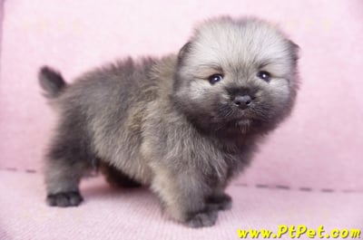 02/10棕色松鼠博美公幼犬3