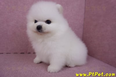 10/11松鼠白博美公幼犬1號(新北三重)10