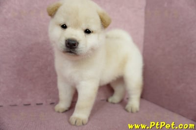 04/26白色柴犬公幼犬(屏東內埔)9