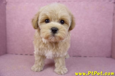 12/10馬爾泰迪母幼犬(台北大安)4