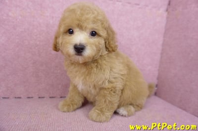 08/10泰迪比熊母幼犬(新北新店)9