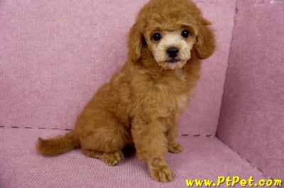 05/22迷你型紅貴賓母幼犬(屏東高樹)8