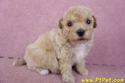 09/23泰迪比熊母幼犬2號(屏東里港)5