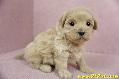 2/23奶油色馬爾泰迪 II 母幼犬(花蓮吉安)4