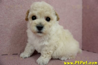 03/12泰迪比熊公幼犬4號(桃園市)11