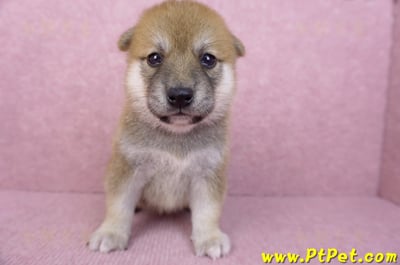 06/02赤色柴犬母幼犬1
