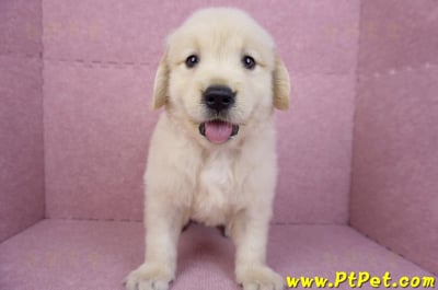 07/18黃金獵犬公幼犬3號(桃園中壢)2