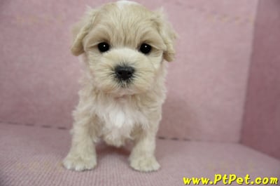 01/15奶油色馬爾泰迪 I 公幼犬(高雄大寮)2