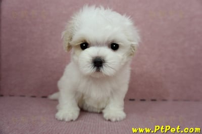 04/11紅白花馬爾泰迪母幼犬(桃園平鎮)5