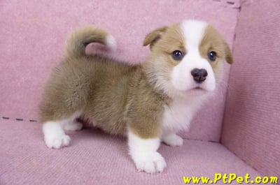 11/30雙色柯基犬公幼犬1號(屏東萬丹)6