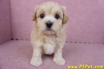 11/06馬爾泰迪母幼犬(屏東竹田)2