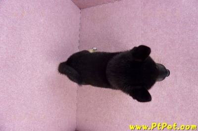 07/05黑色柴犬母幼犬2號(台北中山)11