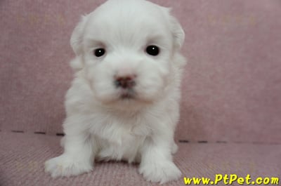 2/23白色馬爾泰迪 II 母幼犬(高雄鼓山)1