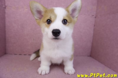 11/30雙色柯基犬公幼犬(高雄旗山)1