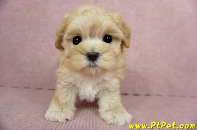 03/21奶油色馬爾泰迪母幼犬3號(高雄鼓山)2