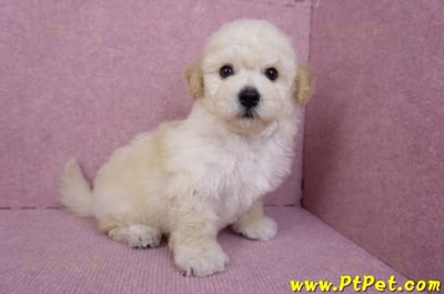 09/12泰迪比熊母幼犬2號(高雄)6