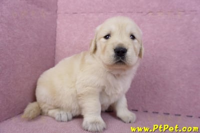 11/14黃金獵犬母幼犬2號(新竹)4