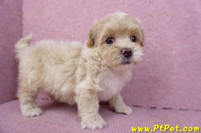 08/06奶油色馬爾泰迪母幼犬2號(高雄鳳山)3