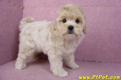 11/23馬爾泰迪公幼犬(高雄)9